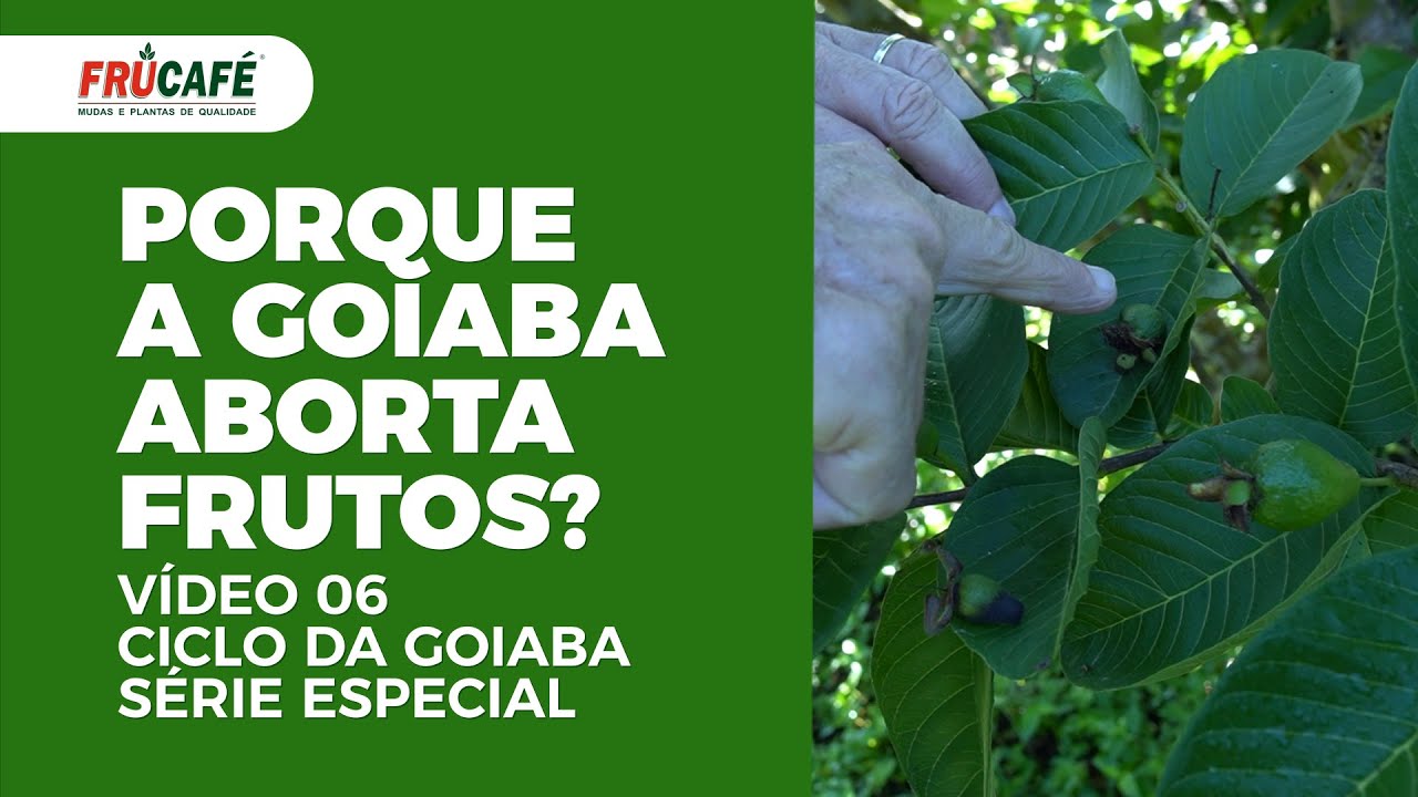 Porque a Goiaba Aborta Frutos? Série Ciclo da Goiaba - Vídeo 06