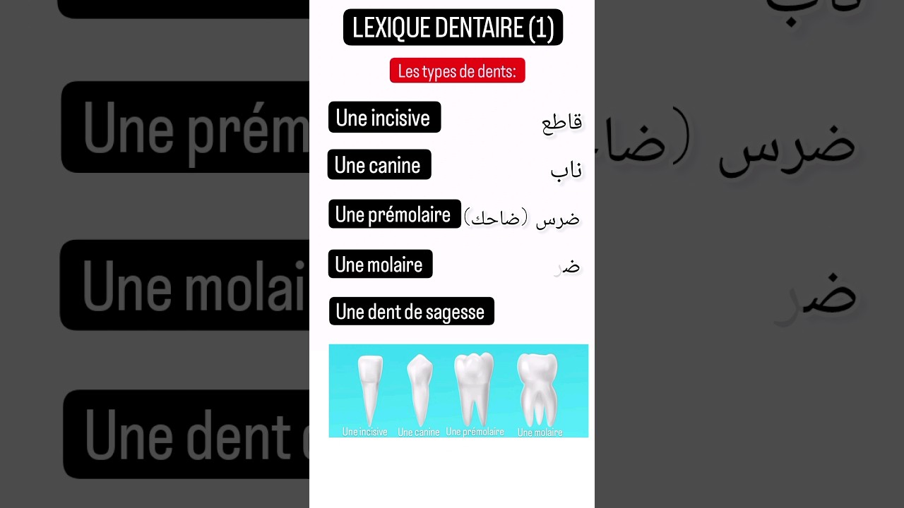 Les types de dents en 🇫🇷 