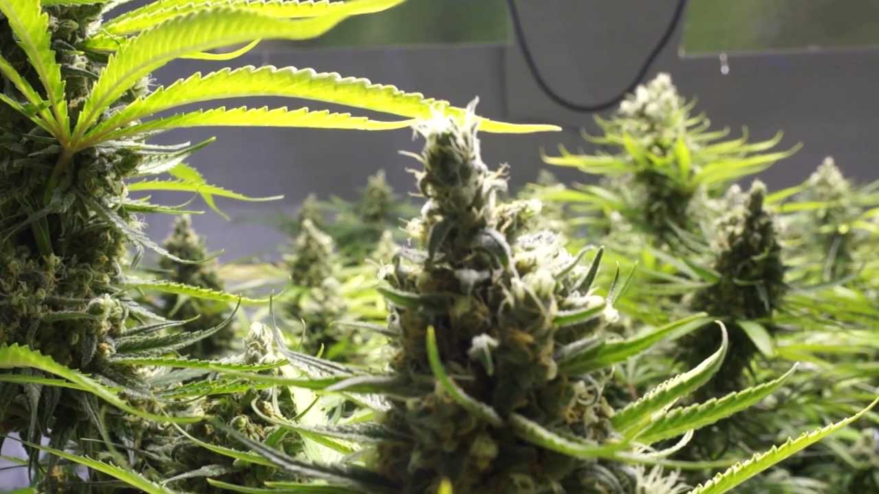 Epic 4K Blue Dream Record Breaker - Day 60