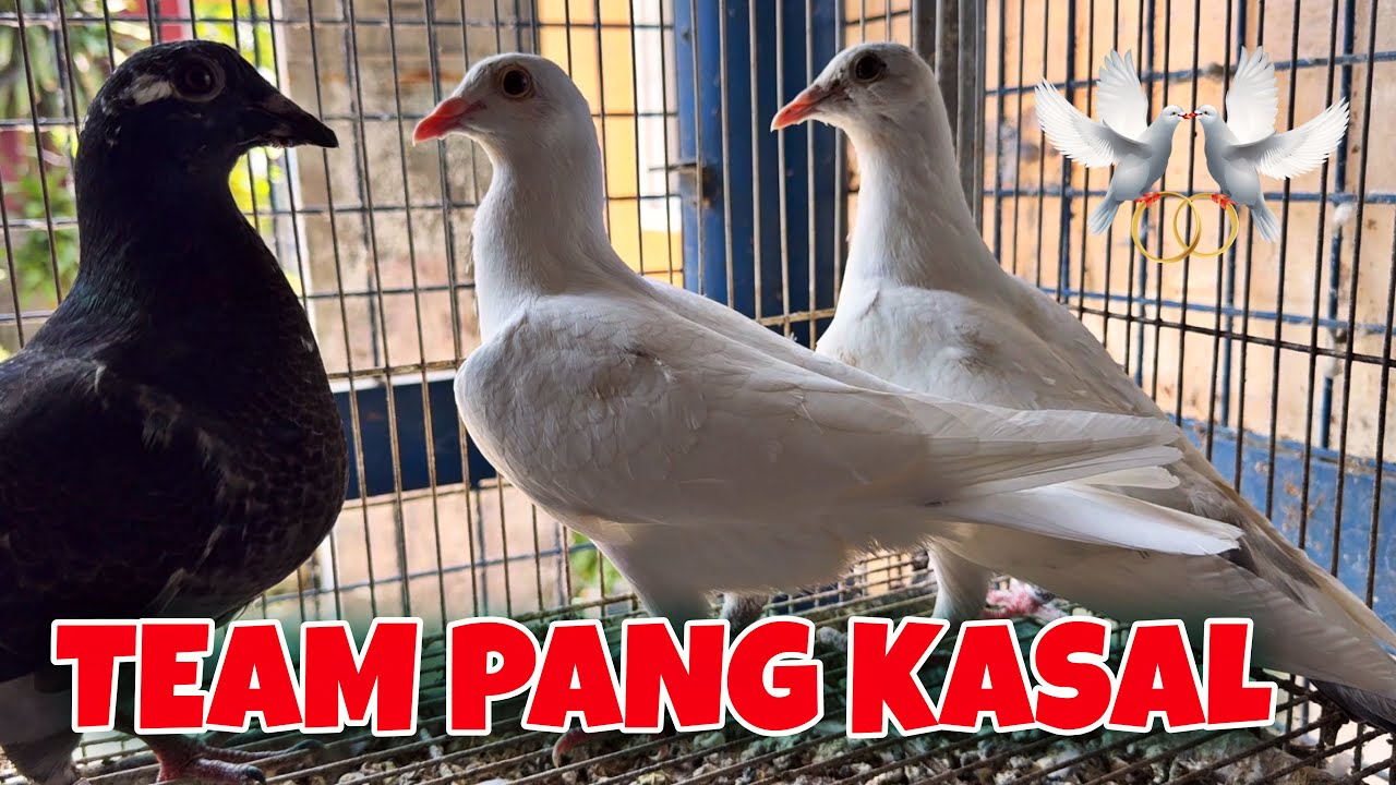 3 DAYS LANG UMITLOG AGAD SI PHA BIRD 
