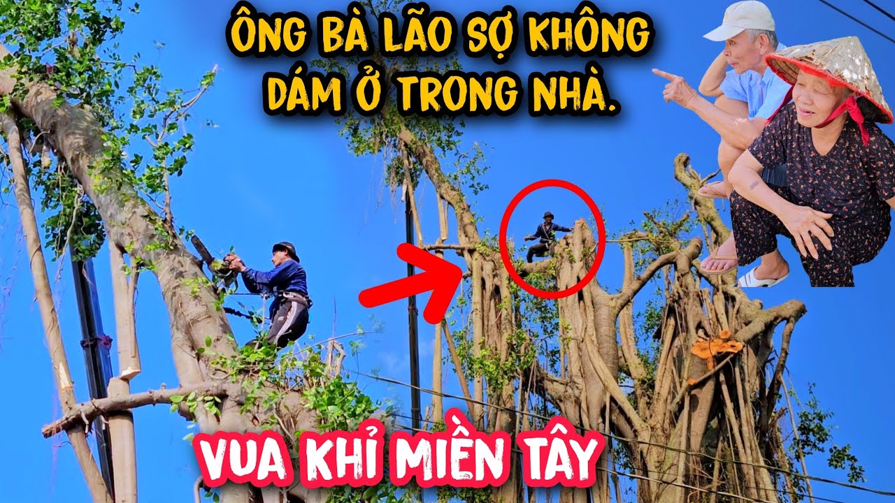 Hai Ông Bà lão không dám ở trong nhà khi Vua Khỉ cưa hạ cây 