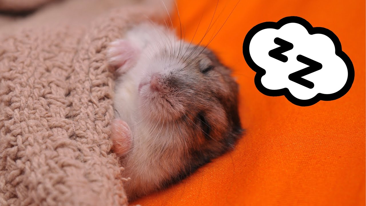 8 Hours Sleep with Hamster 🧡 Super Relaxing Sleeping Music 🎵 Bedtime Lullaby For Sweet Dreams 💤