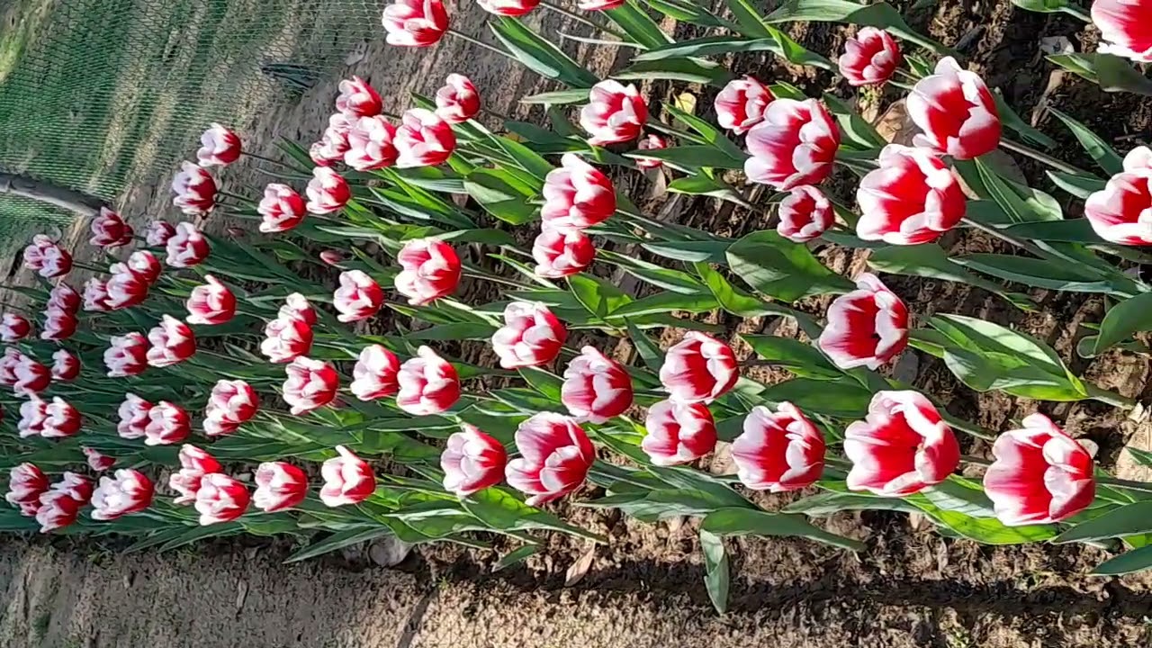 Phool #Mukesh #youtubeshorts #nature #🌼 🌸 🌻 🌹 #flower 