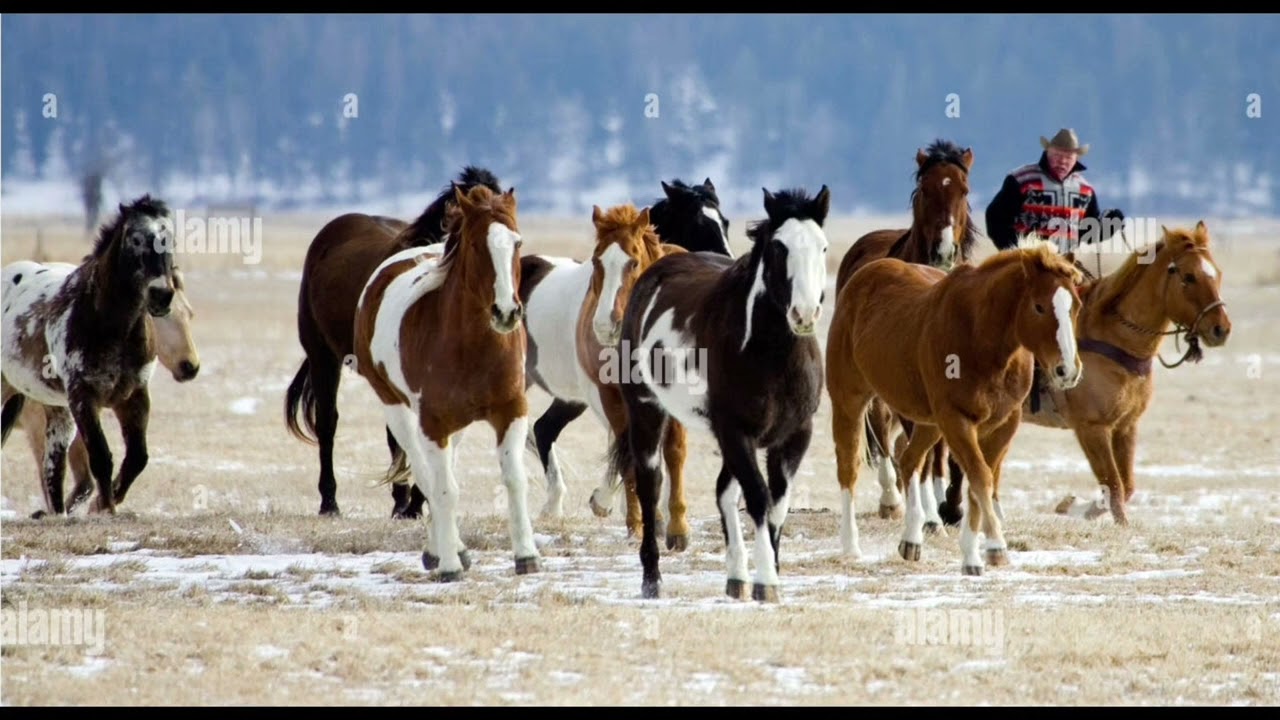 A Stampede Of Horses at Gallatin River Ranch. Klein Montana 2008