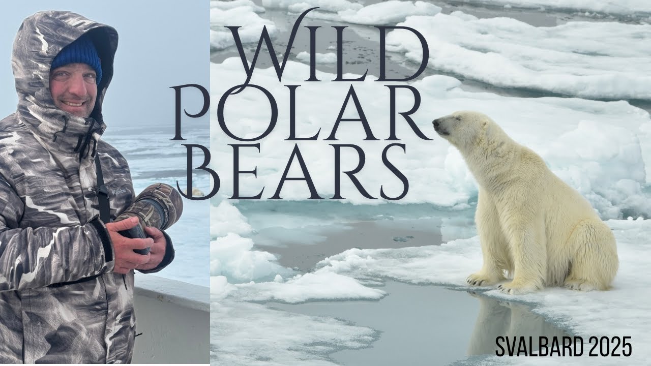 WILD POLAR  BEARS