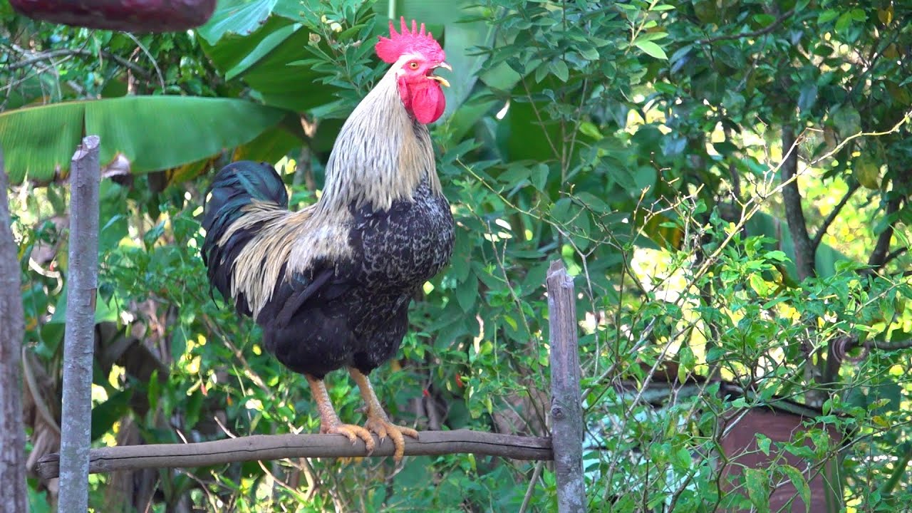 EN EL CAMPO DE BOMA