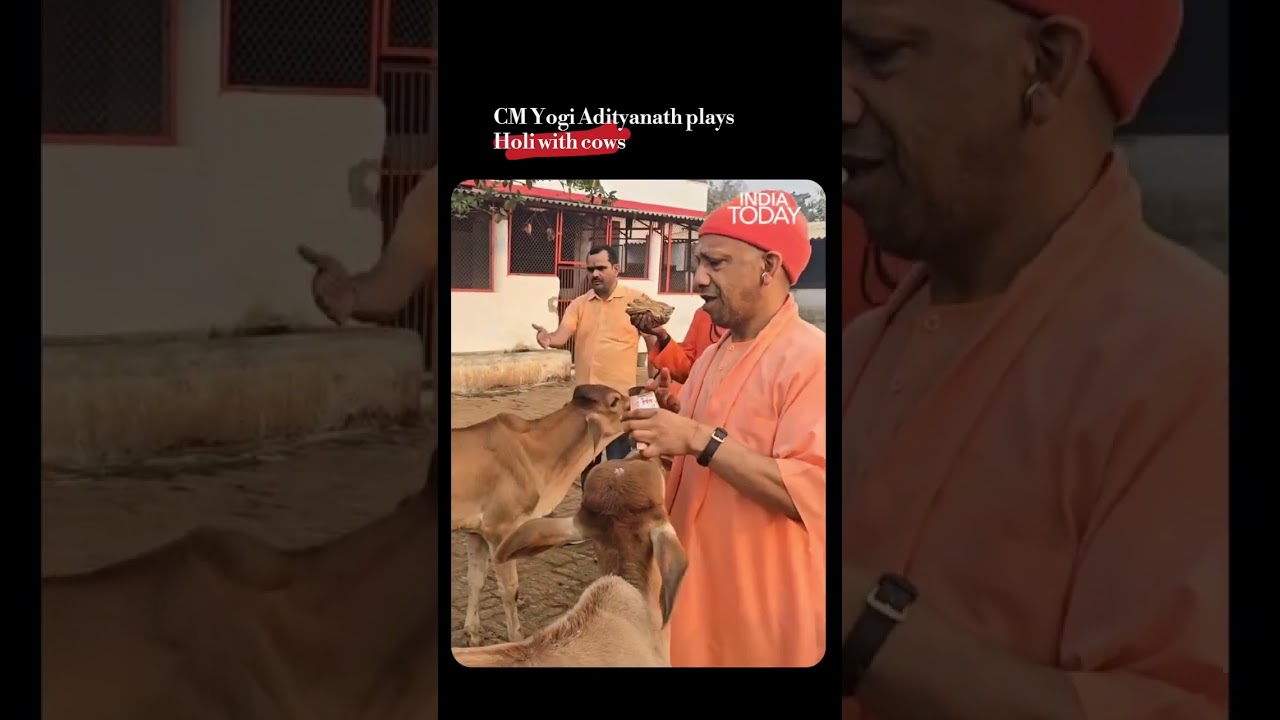 UP CM Yogi Adityanath plays Holi with cows, puts &lsquo;Gulal tika&rsquo; on cow&rsquo;s forehead #YogiAdityanath