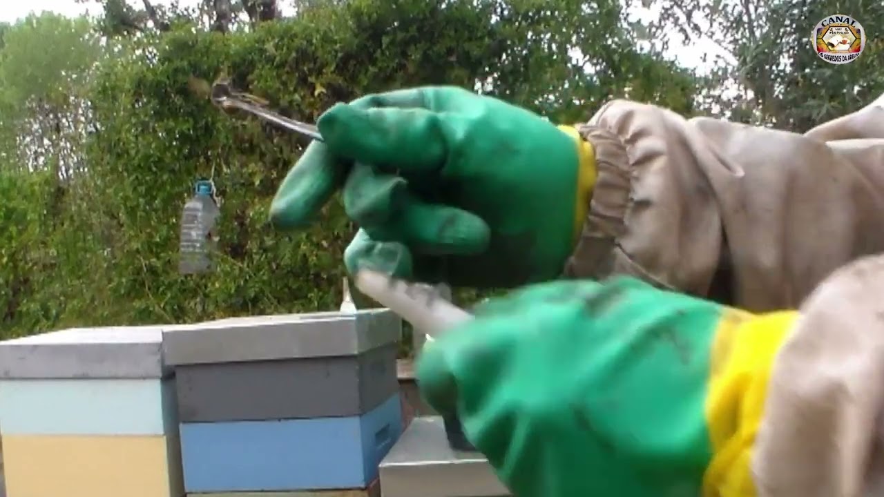 COMO  ELIMINAR  VESPA  ASIÁTICA  🐝👍