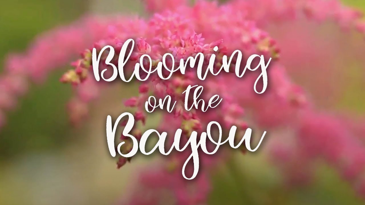 Blooming on the Bayou -- Louisiana Master Gardener Program
