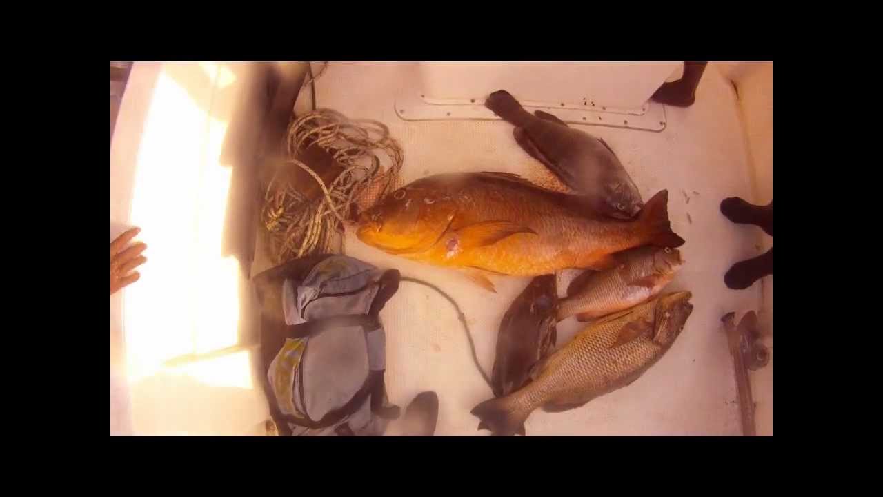 Chasse sous marine best of carpes rouges S&eacute;n&eacute;gal /Spearfishing red snappers  - Ep 16