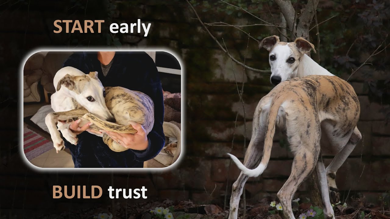 Raising a Confident Whippet: Start with Desensitization