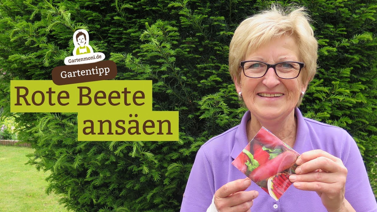 Rote Beete / Rote Rüben säen