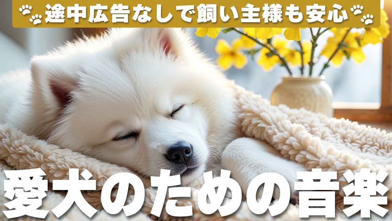 犬が落ち着く音楽 (12時間広告なし) 🐶 犬をリラックスさせる音楽 | 雷対策 / vol.771