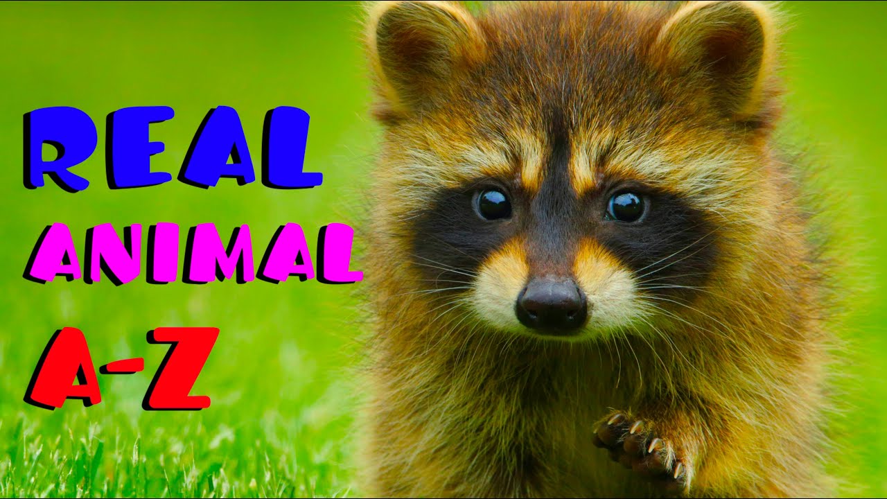 ANIMAL ABC | Kids Animals Alphabet Phonic Song