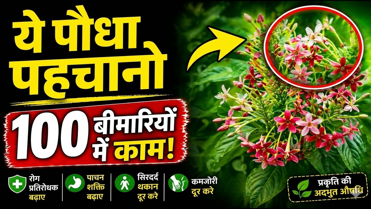 मधुमालती (Honeysuckle) के आयुर्वेदिक और औषधीय फायदे | मालती के औषधीय गुण | Ayurvedic use of Malati