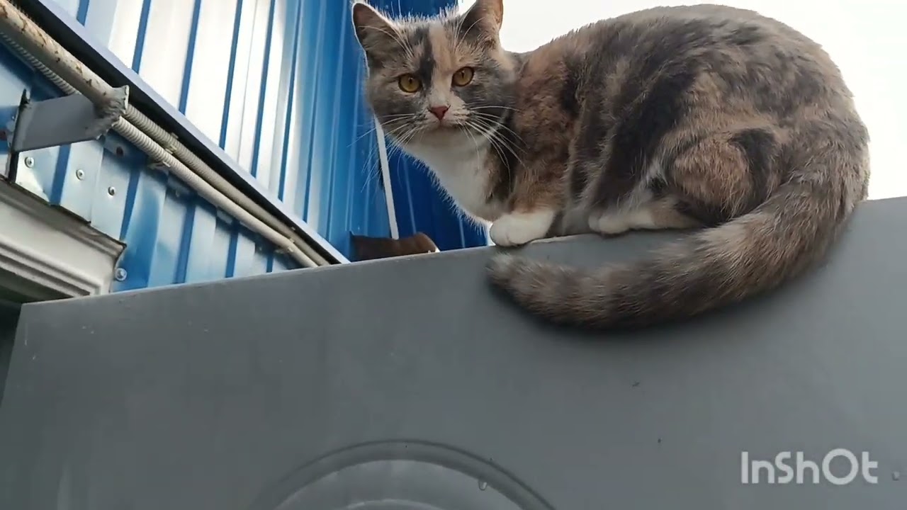 Последнее видео в феврале.26/02/2026г