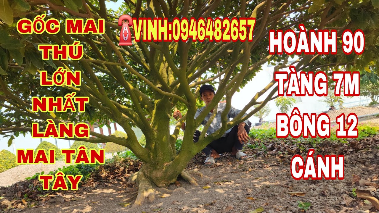☎Vinh.0946482657 gốc mai thú hoành 90 tàng 7m bông 12 cánh lớn nhất làng mai TÂN TÂY 