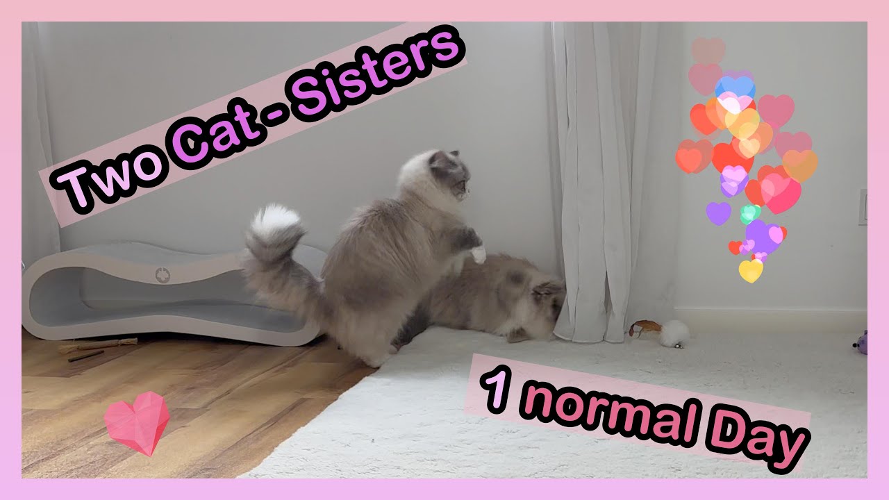 A Normal Day with Two Neva Masquerade Cats - CatMia