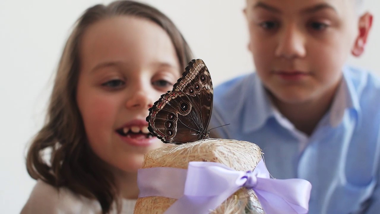 Ферма бабочек с живыми бабочками🦋 Обзор домашнего 