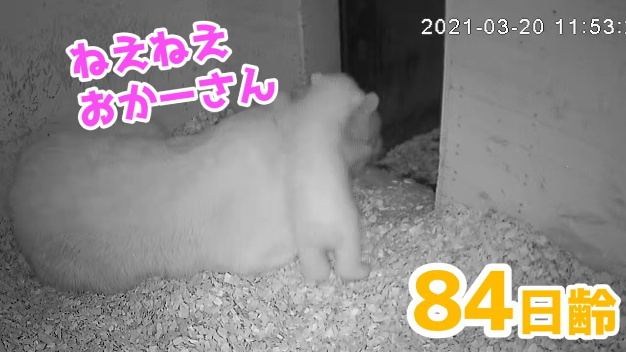 【ホッキョクグマ】久しぶりの監視カメラで見る赤ちゃんの成長【84日齢】Polar Bear Baby Growth Record(Day 84)