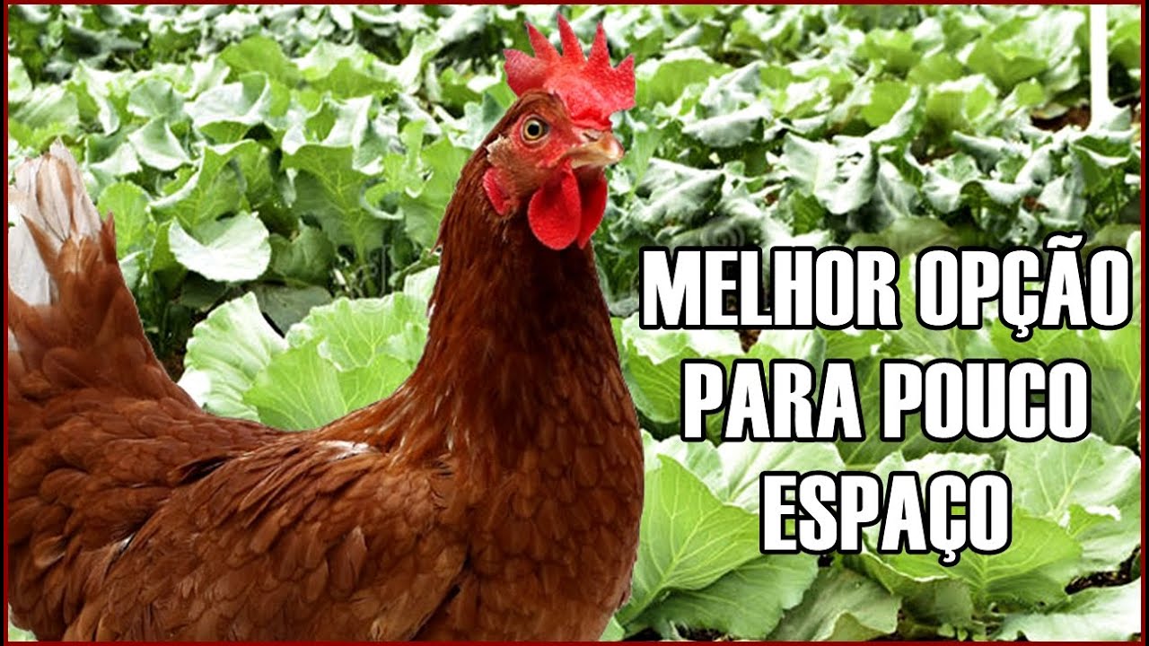 Qual a MELHOR VERDURA/VERDE para GALINHAS? ÓTIMA DICA.