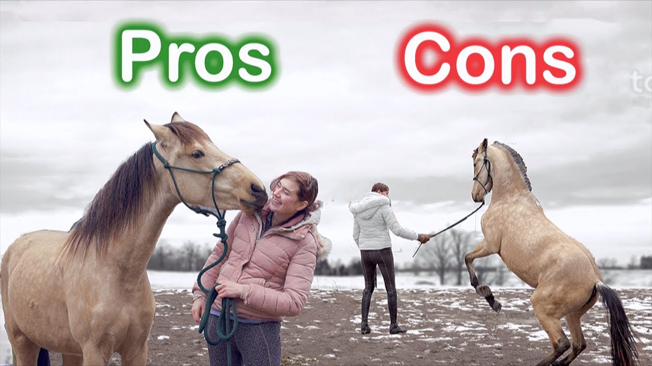 Young Horses (Pros & Cons)