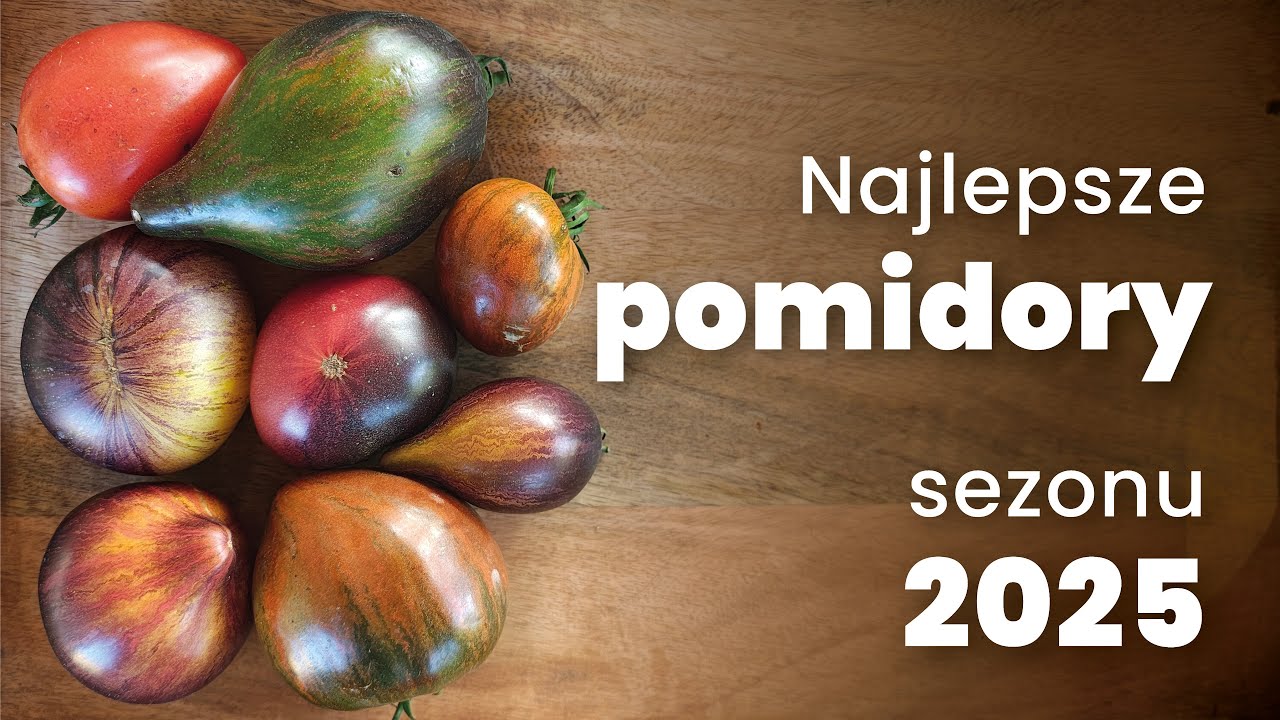 Najlepsze pomidory sezonu 2025