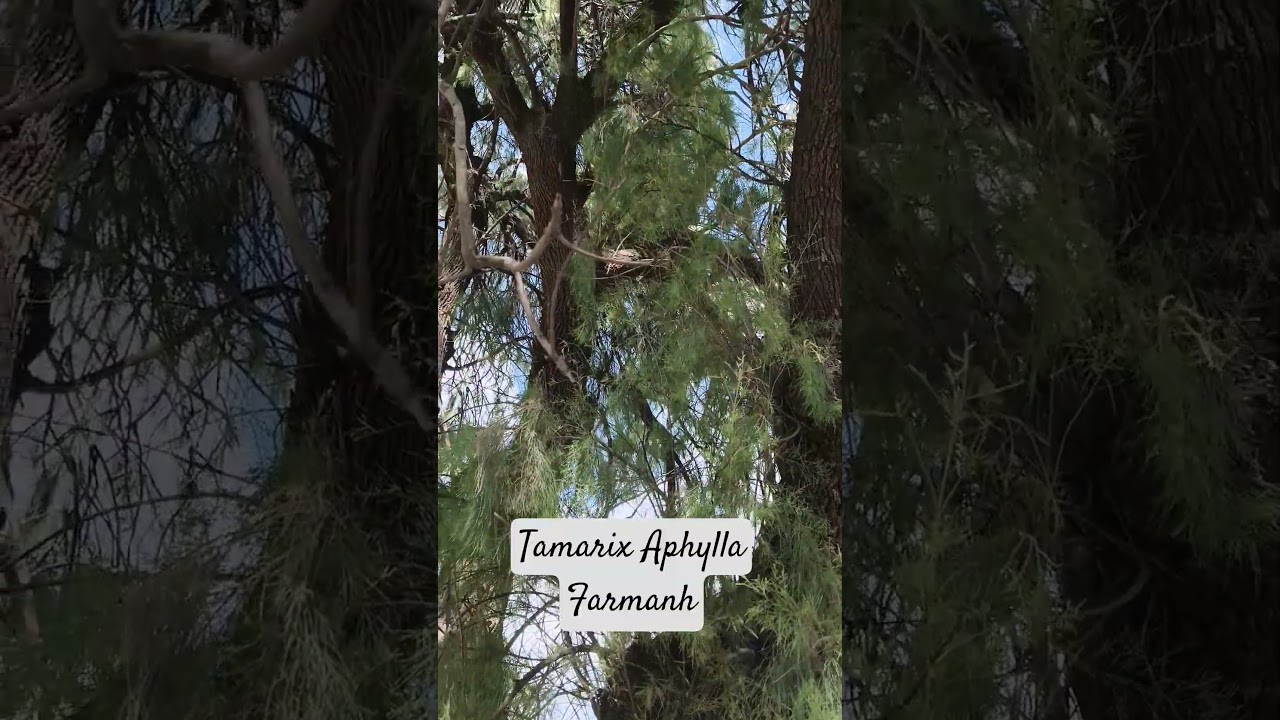 Tamarix Aphylla I Farmanh I Punjab I Flora