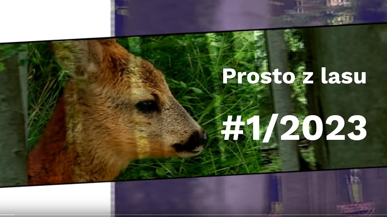 Prosto z lasu |01 2023| Z jakimi problemami boryka się Straż Leśna w Nadleśnictwie Drewnica?