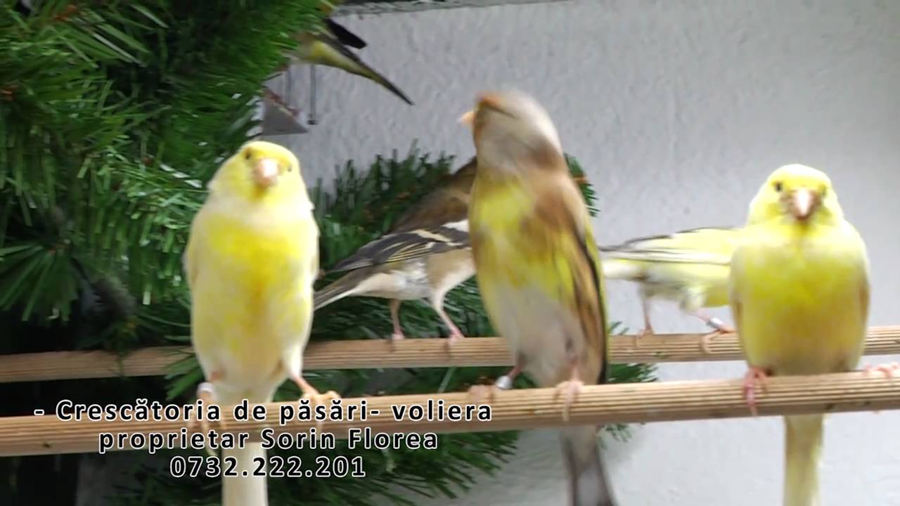 Crescatoria de hibrizi si canari slavujari - voliera - proprietar Sorin Florea