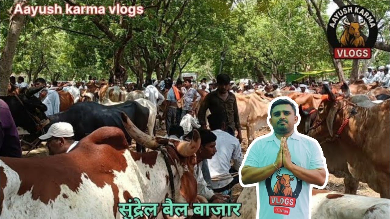 #Sundrel बैल बाजार 2025 | सबसे पुरानी और भरोसेमंद मंडी का पूरा नजारा 💯 ! #cow #bull #animals