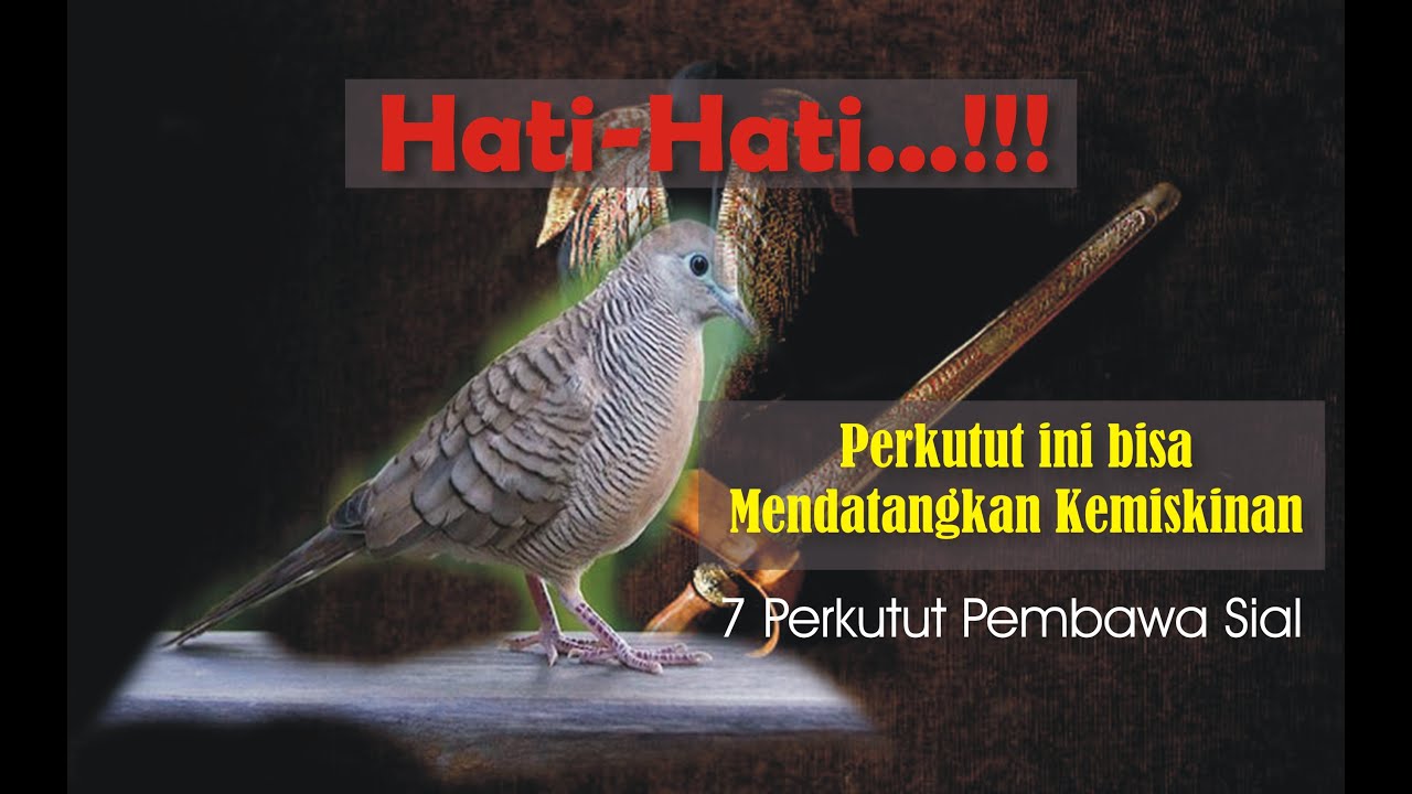 JANGAN DIPELIHARA ...!! 7 Perkutut Ini Membawa Kesialan Hingga Kemiskinan Bagi Pemiliknya
