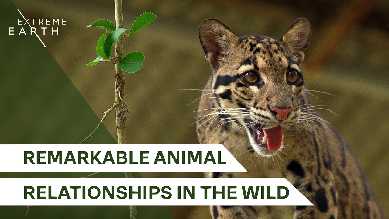 Beyond Extinction! Animal Conservation Stories (4K Documentary)