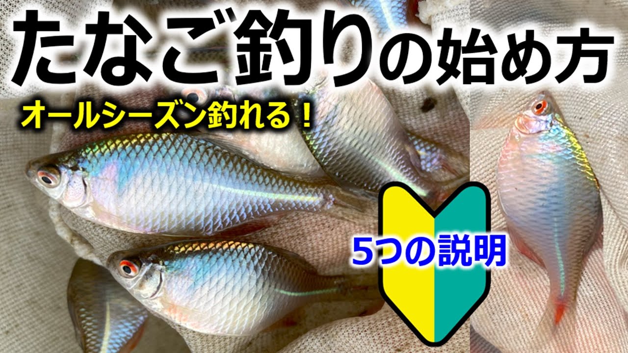 【入門マニュアル】タナゴの釣り方