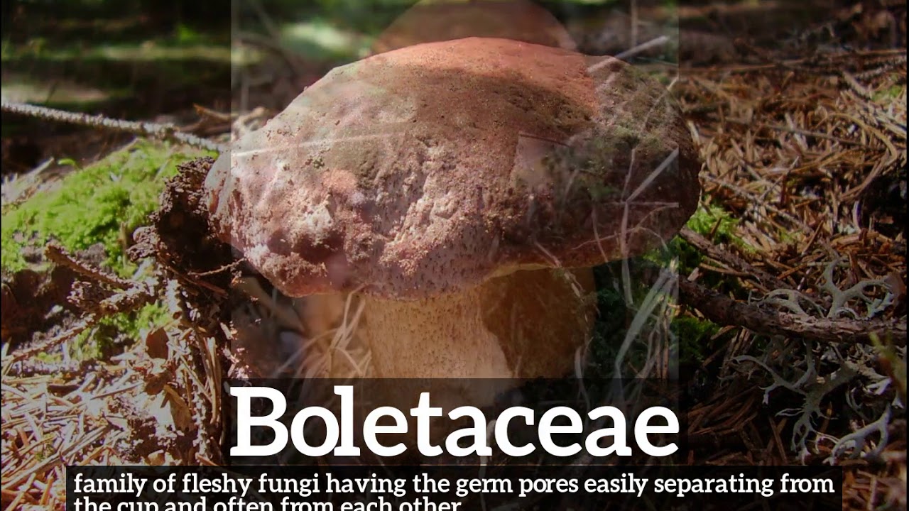 How to Say Boletaceae in English? | What is Boletaceae? | How Does Boletaceae Look?