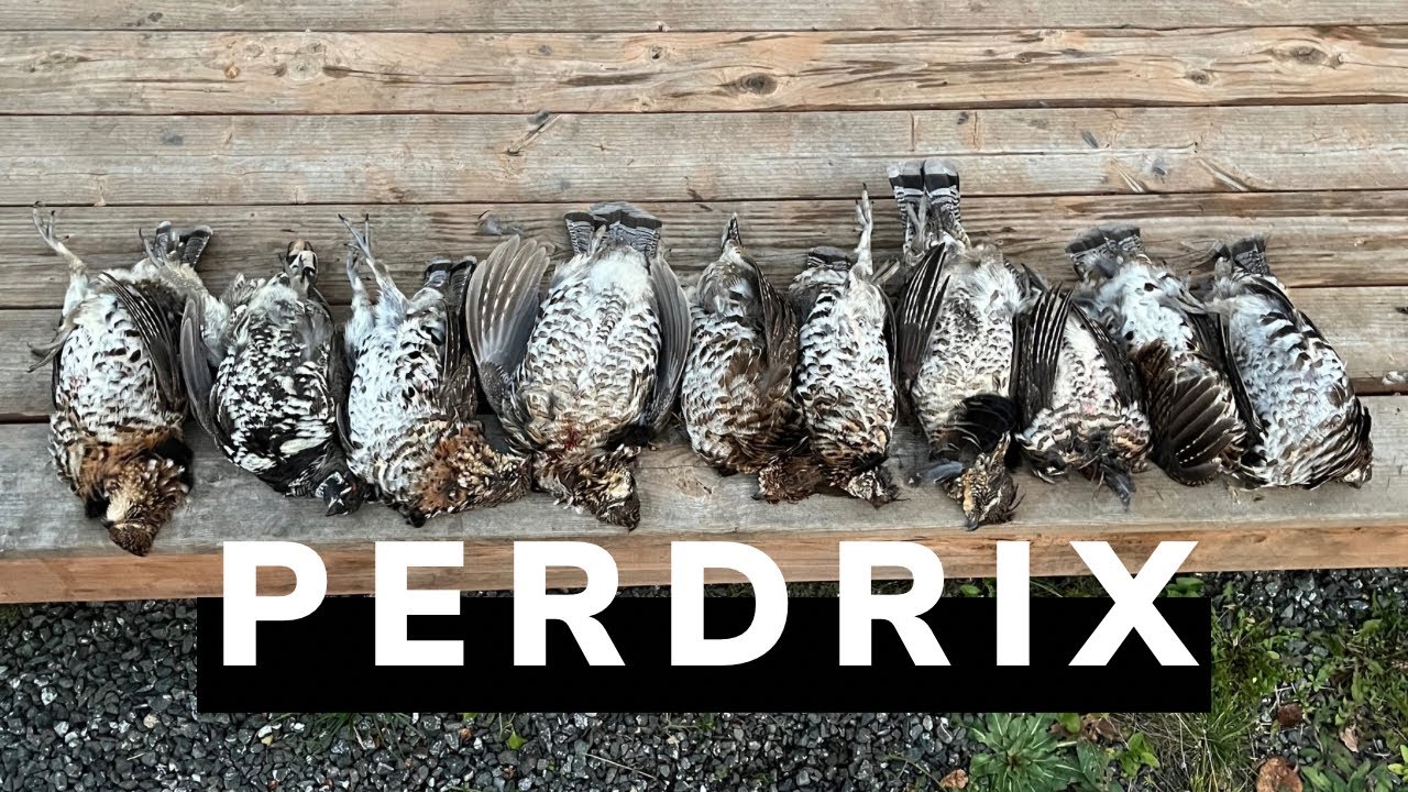 Chasse &agrave; la perdrix ! LIMITE ! LATUQUE