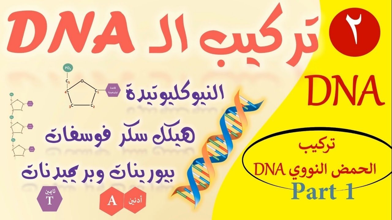 مراجعة تركيب الdna الصف الثالث الثانوي