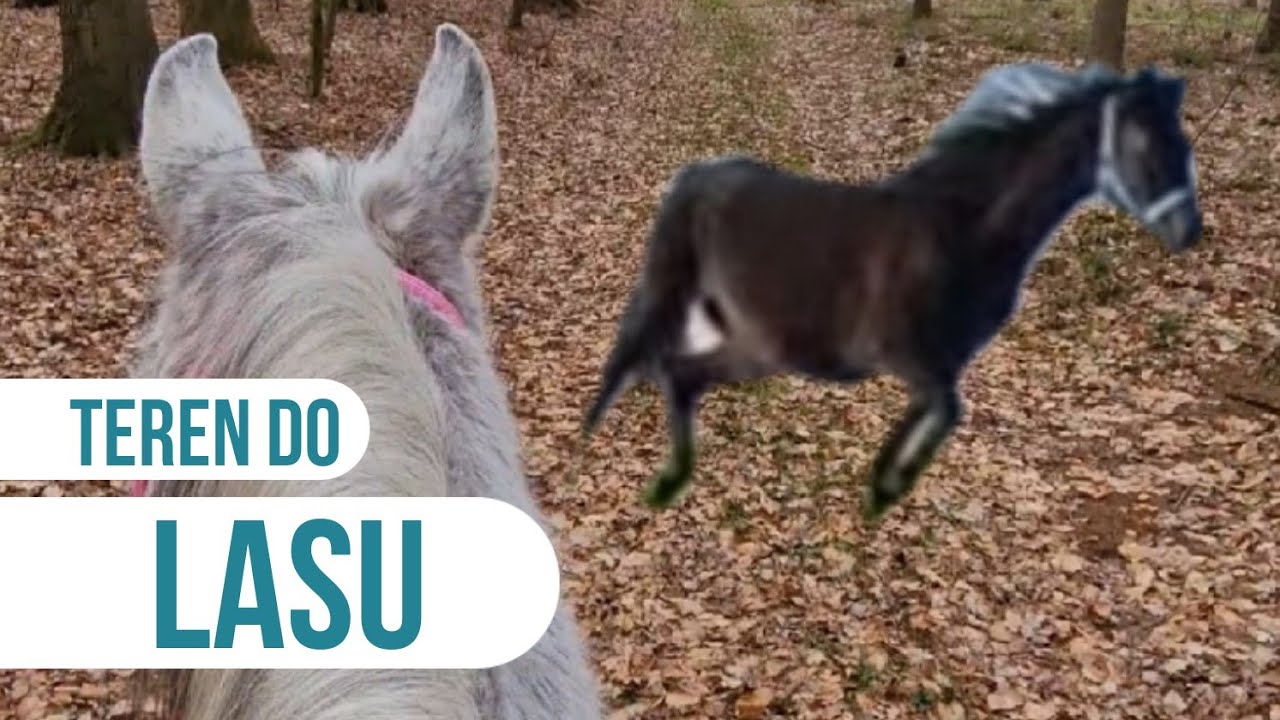 RAJD NA KONIU W GŁĘBI LASU! | dzikie galopy