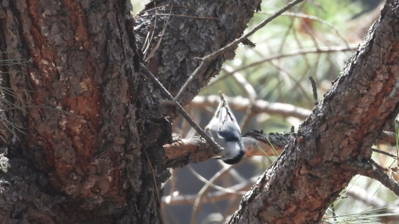 Sitta carolinensis. El Laurelito, Michoacán. 7 de febrero de 2026.