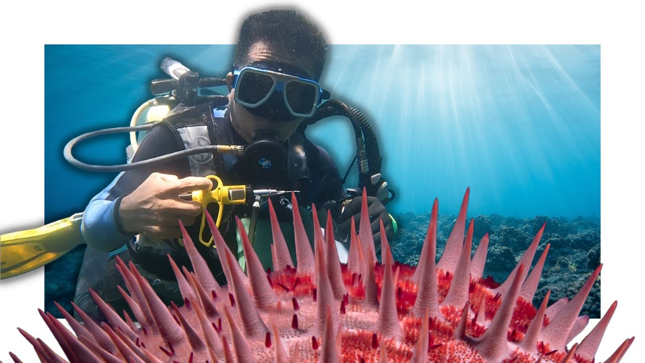 Crown of Thorns Starfish INVASION (Round-up dive)
