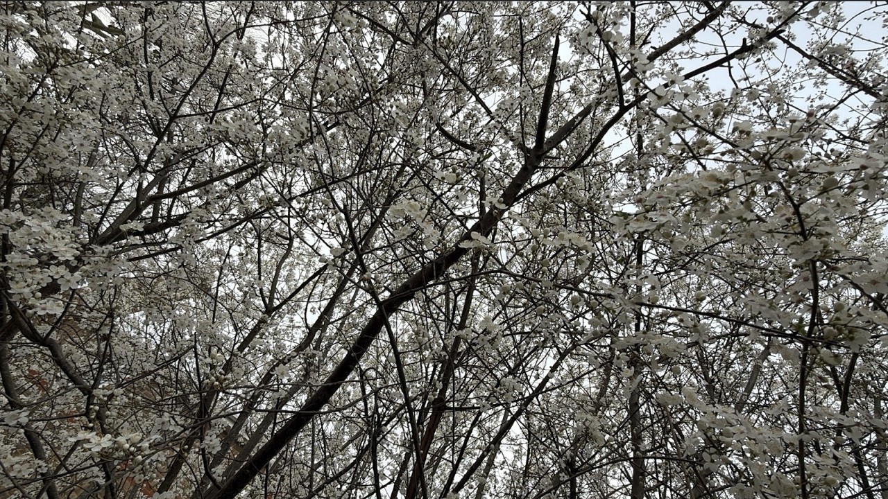 Spring Light & Cherry Blossoms 🌸