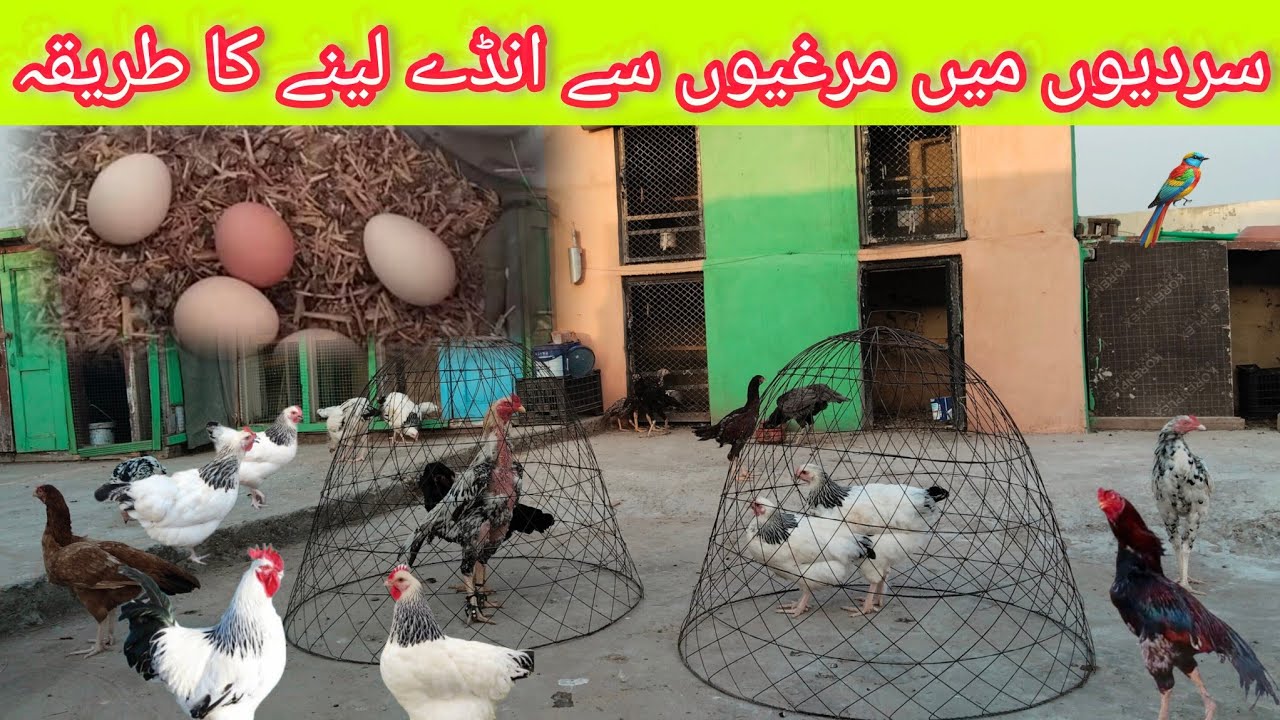 Chickens not Laying Eggs | How to increase Hens Eggs Production