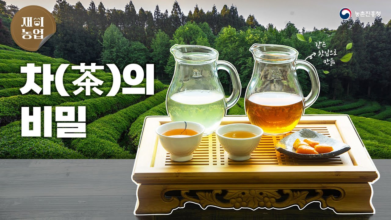 [재미농업]🍃같은 찻잎이라도 마시는데 차(茶)이가 있다😲