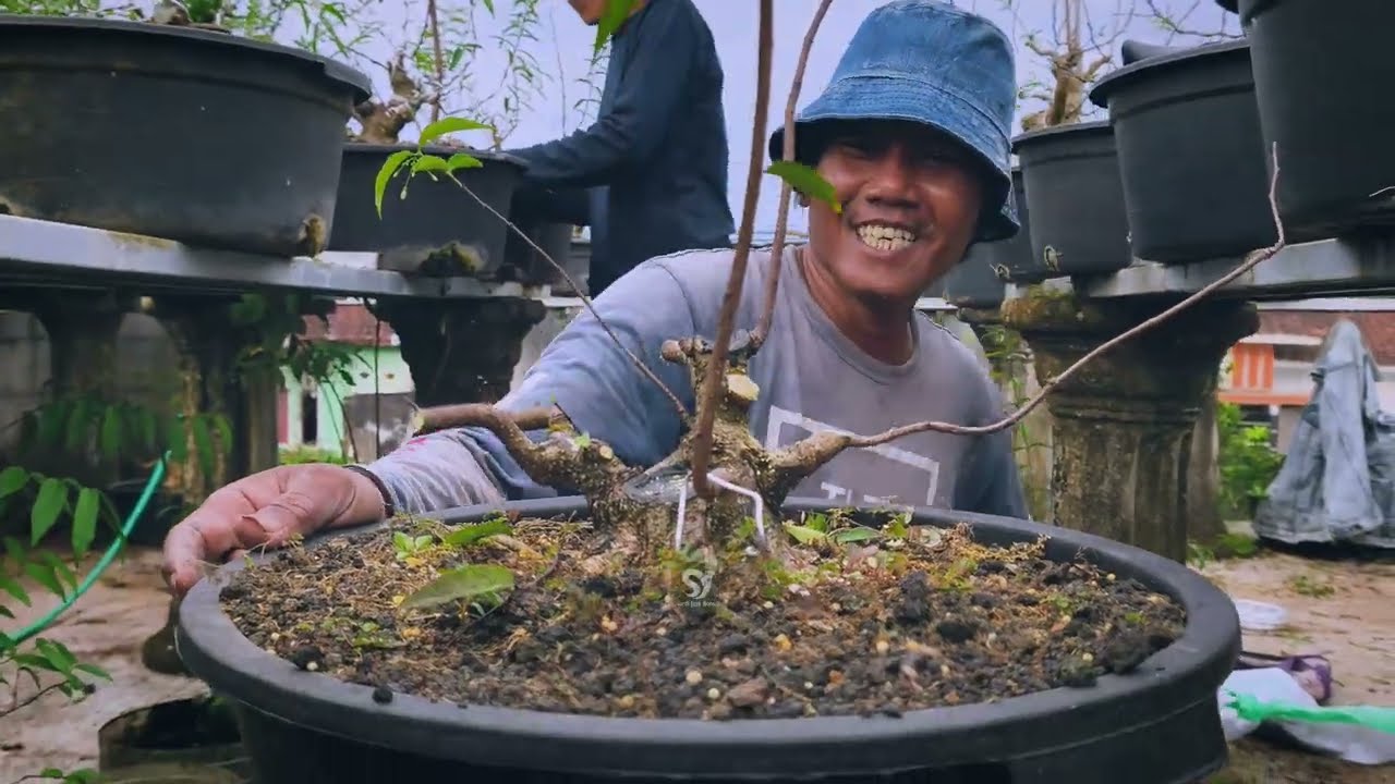 Kali Ini Yang Mame: Proses Lanjutan Membuat Bonsai Anting Putri Bersama Mas Tri