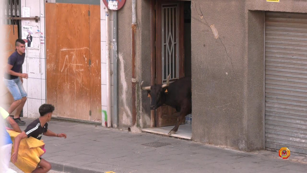 Tv San Adrián - 25/07/2023 - Resumen Encierro Vicente Domínguez.