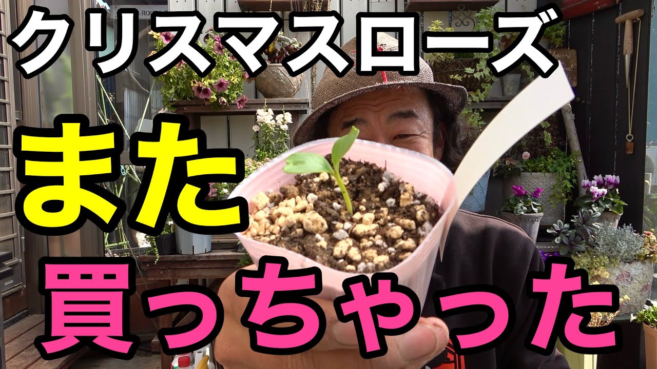 【お許し下さい】これ2500円しました。。。【園芸超人カーメン君】