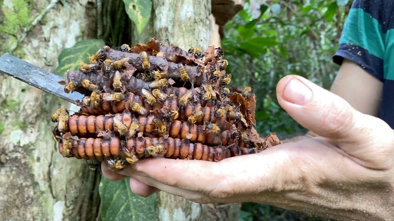 Wie zähmt man wilde Bienen in Ecuador 🐝 (Melipona eburnea)