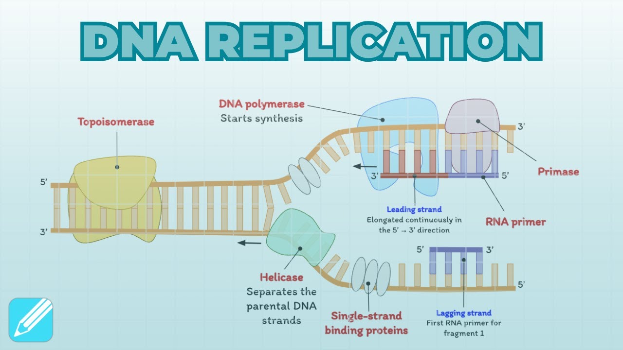 DNA Replication | Cell Biology