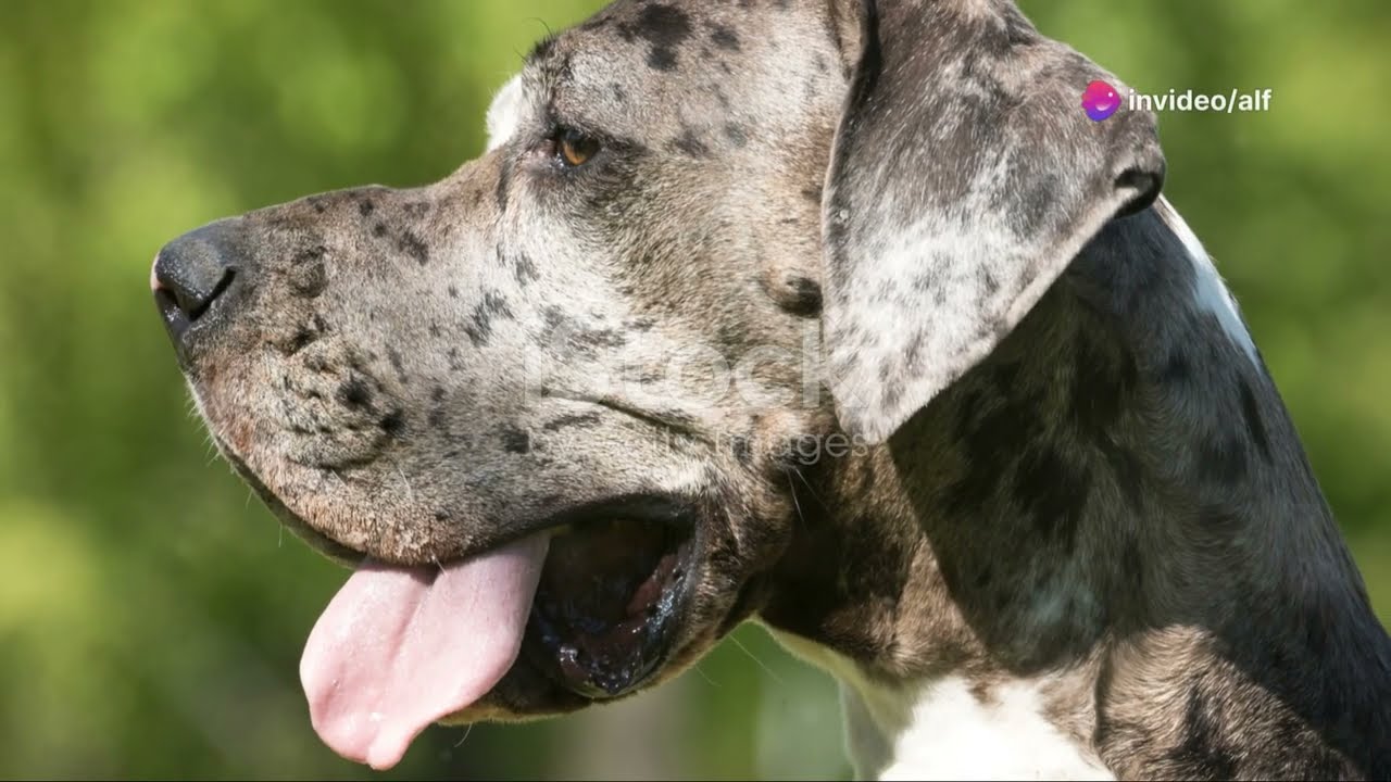 &iexcl;Conoce al Perro de Granja Dan&eacute;s Sueco!