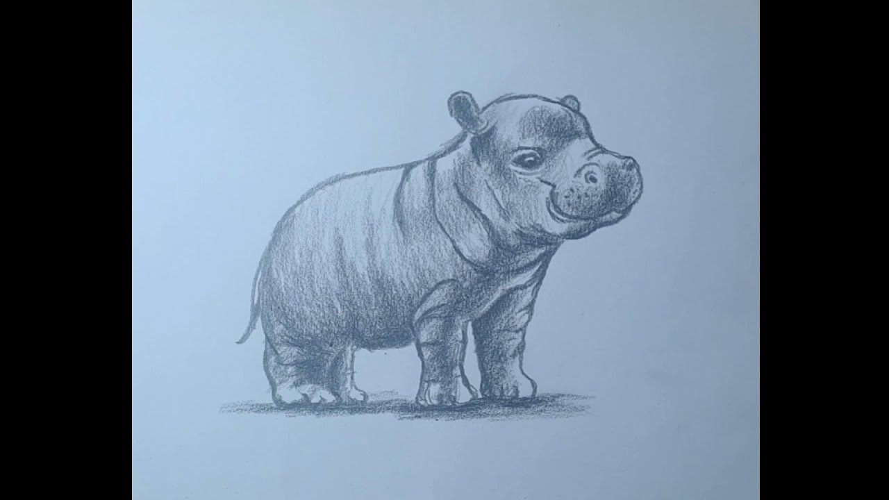Cómo dibujar un Hipopótamo pequeño - dibujos paso a paso